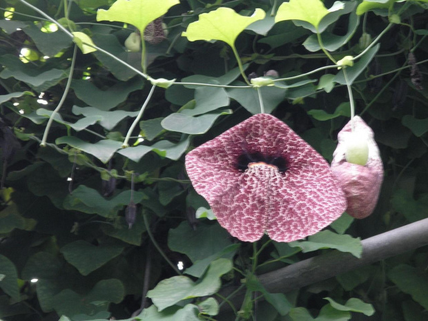 aristolochia arborescens