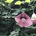 aristolochia arborescens