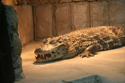 krokodyl #krokodyl #zoo