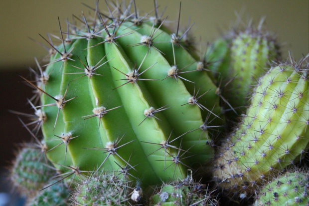 kaktus #kaktus #kwiat