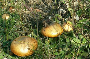 maślaczki ,,,takie rosna na mojej działce i jest ich mnóstwo ,,, #grzybki